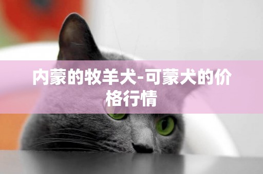 內蒙的牧羊犬-可蒙犬的價格行情