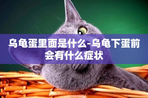 烏龜蛋里面是什么-烏龜下蛋前會有什么癥狀