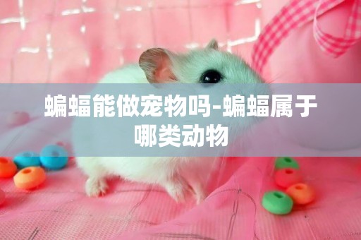 蝙蝠能做寵物嗎-蝙蝠屬于哪類動物