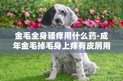 金毛全身騷癢用什么藥-成年金毛掉毛身上癢有皮屑用什么好