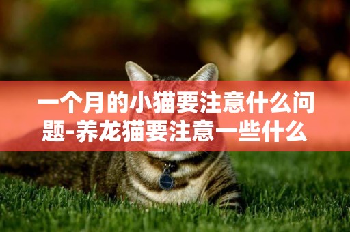 一個月的小貓要注意什么問題-養龍貓要注意一些什么問題
