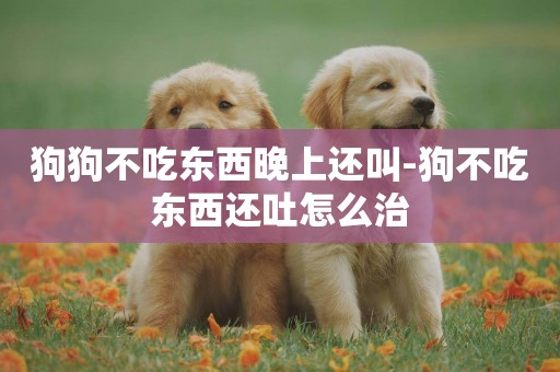狗狗不吃東西晚上還叫-狗不吃東西還吐怎么治