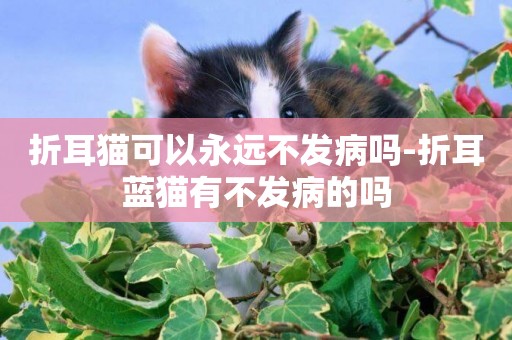 折耳貓可以永遠不發病嗎-折耳藍貓有不發病的嗎
