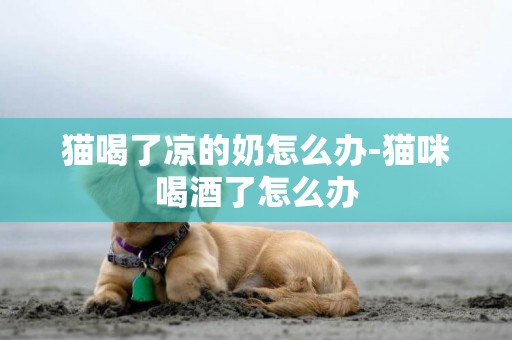 貓喝了涼的奶怎么辦-貓咪喝酒了怎么辦