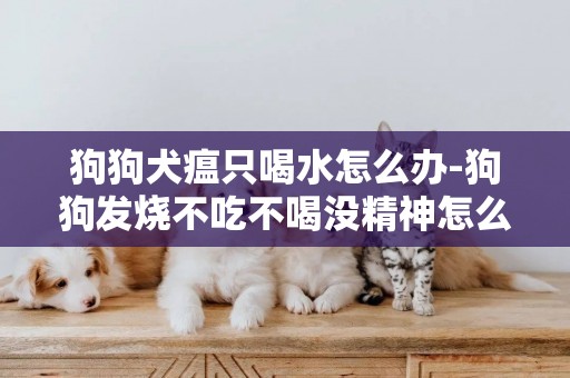 狗狗犬瘟只喝水怎么辦-狗狗發燒不吃不喝沒精神怎么辦