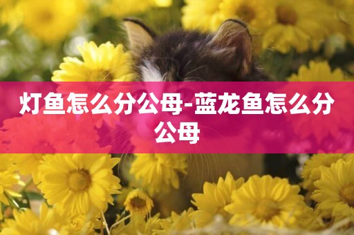 燈魚怎么分公母-藍龍魚怎么分公母