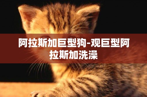阿拉斯加巨型狗-觀巨型阿拉斯加洗澡