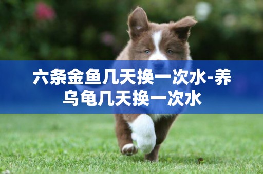 六條金魚幾天換一次水-養烏龜幾天換一次水