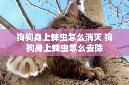 狗狗身上蜱蟲怎么消滅 狗狗身上蜱蟲怎么去除