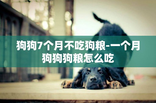狗狗7個月不吃狗糧-一個月狗狗狗糧怎么吃