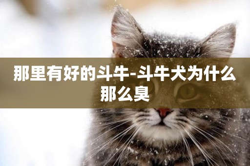 那里有好的斗牛-斗牛犬為什么那么臭