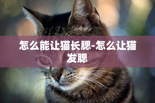 怎么能讓貓長腮-怎么讓貓發腮