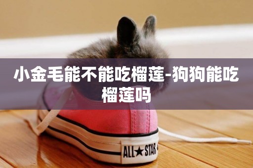 小金毛能不能吃榴蓮-狗狗能吃榴蓮嗎