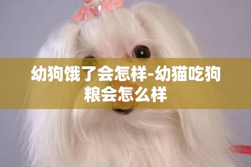 幼狗餓了會怎樣-幼貓吃狗糧會怎么樣