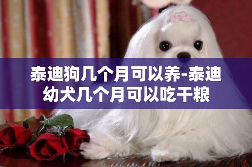 泰迪狗幾個月可以養-泰迪幼犬幾個月可以吃干糧