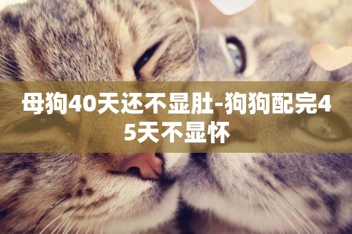 母狗40天還不顯肚-狗狗配完45天不顯懷