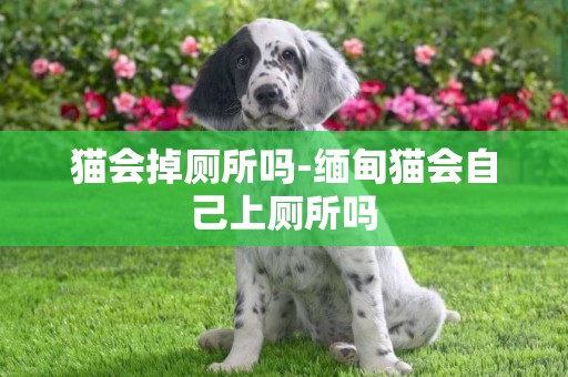 貓會掉廁所嗎-緬甸貓會自己上廁所嗎