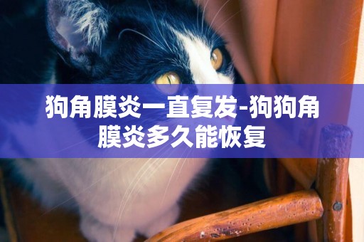 狗角膜炎一直復發-狗狗角膜炎多久能恢復