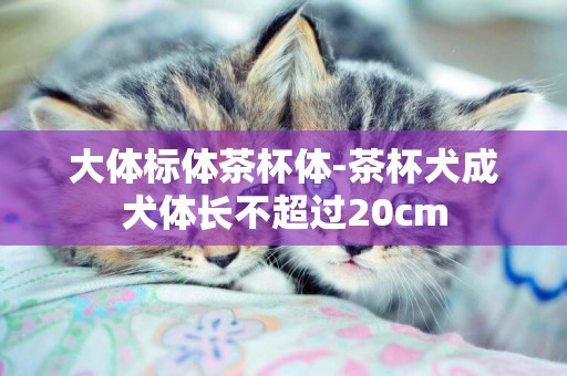 大體標體茶杯體-茶杯犬成犬體長不超過20cm