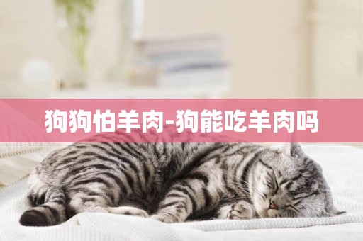 狗狗怕羊肉-狗能吃羊肉嗎