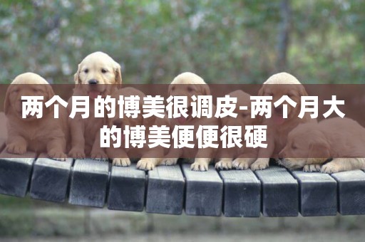 兩個月的博美很調皮-兩個月大的博美便便很硬