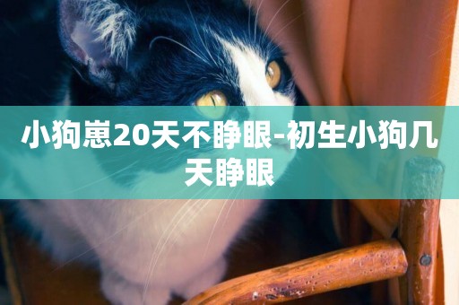 小狗崽20天不睜眼-初生小狗幾天睜眼