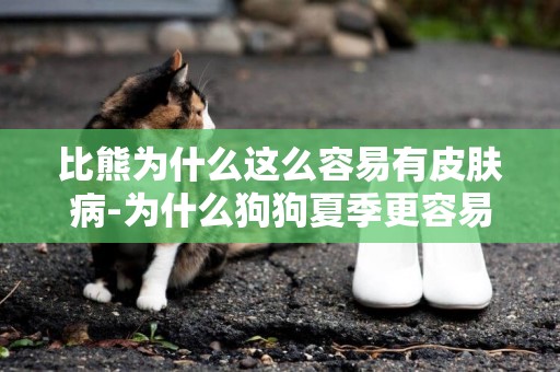 比熊為什么這么容易有皮膚病-為什么狗狗夏季更容易得皮膚病