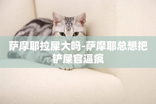薩摩耶拉屎大嗎-薩摩耶總想把鏟屎官逼瘋