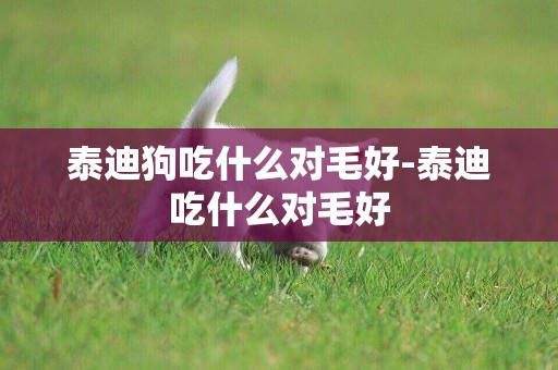 泰迪狗吃什么對毛好-泰迪吃什么對毛好