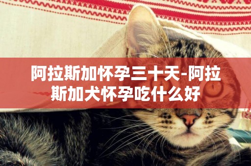 阿拉斯加懷孕三十天-阿拉斯加犬懷孕吃什么好