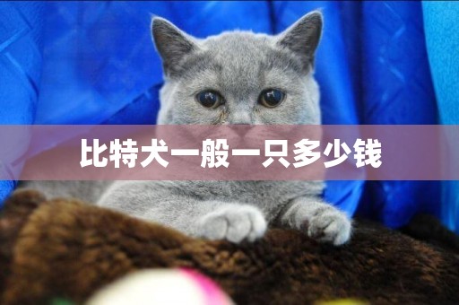 比特犬一般一只多少錢