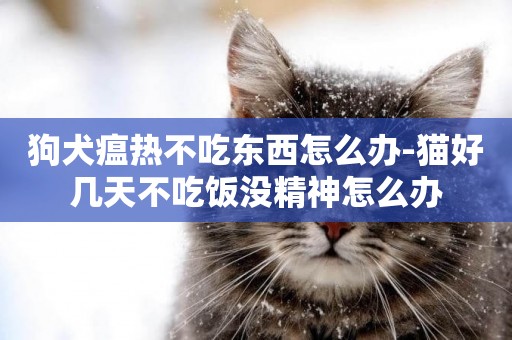 狗犬瘟熱不吃東西怎么辦-貓好幾天不吃飯沒精神怎么辦