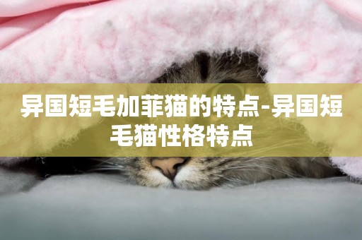 異國短毛加菲貓的特點-異國短毛貓性格特點