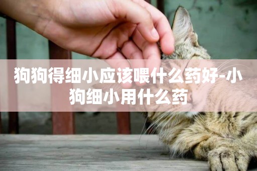 狗狗得細小應該喂什么藥好-小狗細小用什么藥