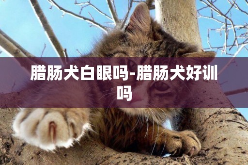 臘腸犬白眼嗎-臘腸犬好訓嗎