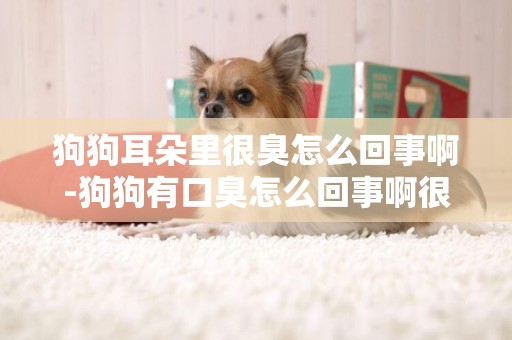 狗狗耳朵里很臭怎么回事啊-狗狗有口臭怎么回事啊很臭