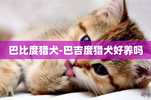 巴比度獵犬-巴吉度獵犬好養嗎