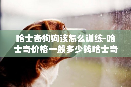 哈士奇狗狗該怎么訓練-哈士奇價格一般多少錢哈士奇怎么訓練