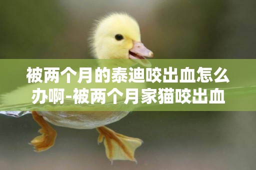 被兩個月的泰迪咬出血怎么辦啊-被兩個月家貓咬出血怎么辦