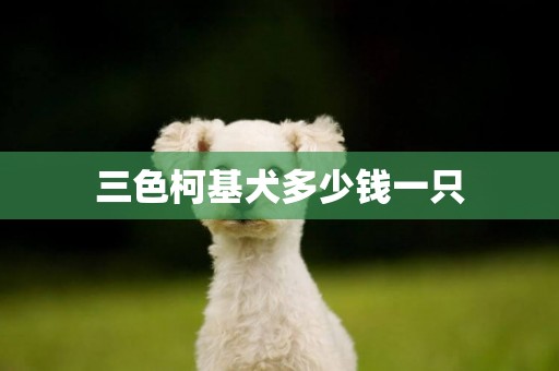 三色柯基犬多少錢一只