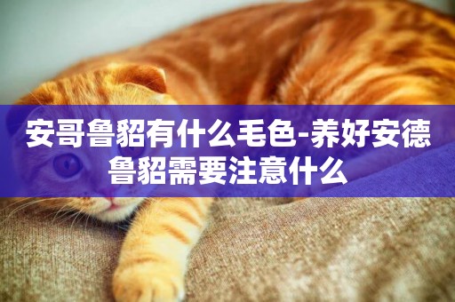 安哥魯貂有什么毛色-養好安德魯貂需要注意什么