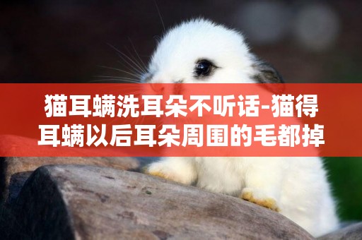 貓耳螨洗耳朵不聽話-貓得耳螨以后耳朵周圍的毛都掉光了
