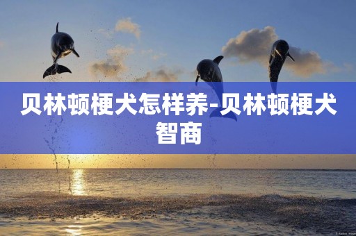 貝林頓梗犬怎樣養-貝林頓梗犬智商
