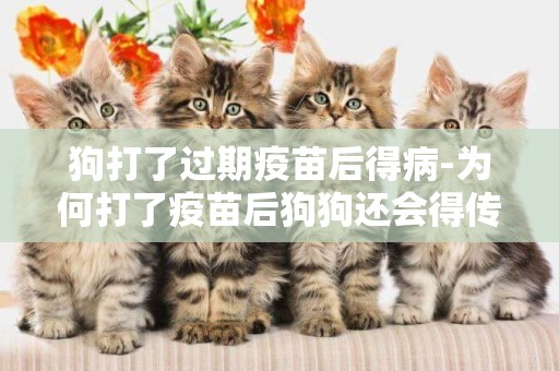 狗打了過期疫苗后得病-為何打了疫苗后狗狗還會得傳染病