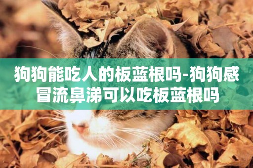 狗狗能吃人的板藍根嗎-狗狗感冒流鼻涕可以吃板藍根嗎