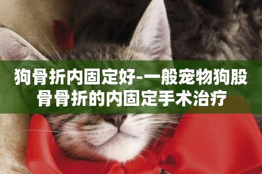 狗骨折內固定好-一般寵物狗股骨骨折的內固定手術治療