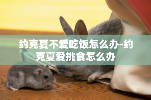 約克夏不愛吃飯怎么辦-約克夏愛挑食怎么辦