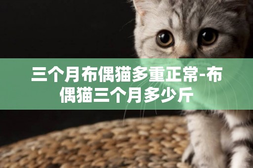 三個月布偶貓多重正常-布偶貓三個月多少斤