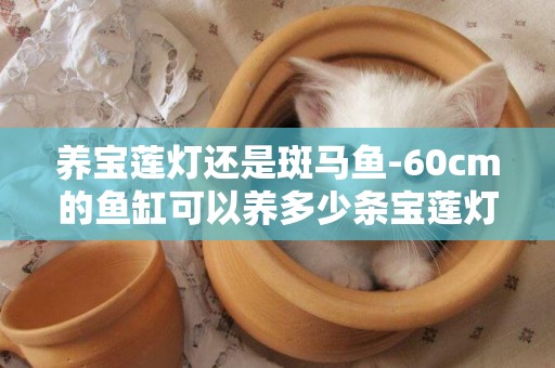 養寶蓮燈還是斑馬魚-60cm的魚缸可以養多少條寶蓮燈魚