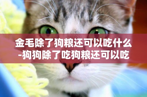 金毛除了狗糧還可以吃什么-狗狗除了吃狗糧還可以吃什么主食